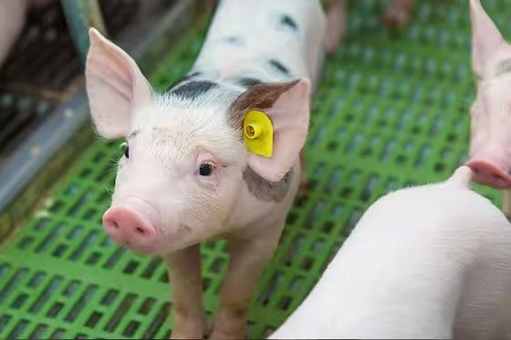 TPU素材 134.2Khz RFID耳タグ 消極的な丸い家畜動物タグ